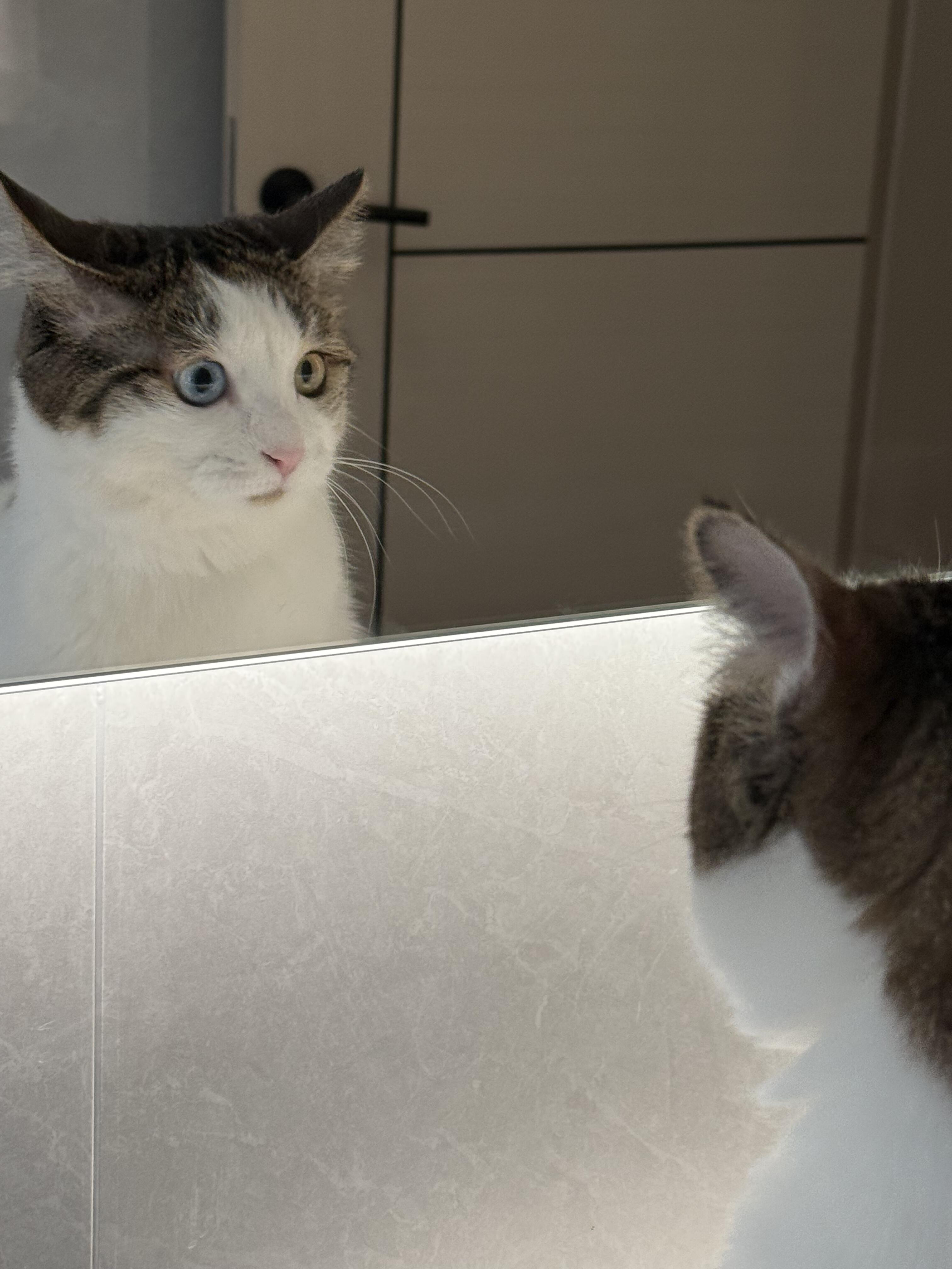 惊叹于自己的颜值的猫猫