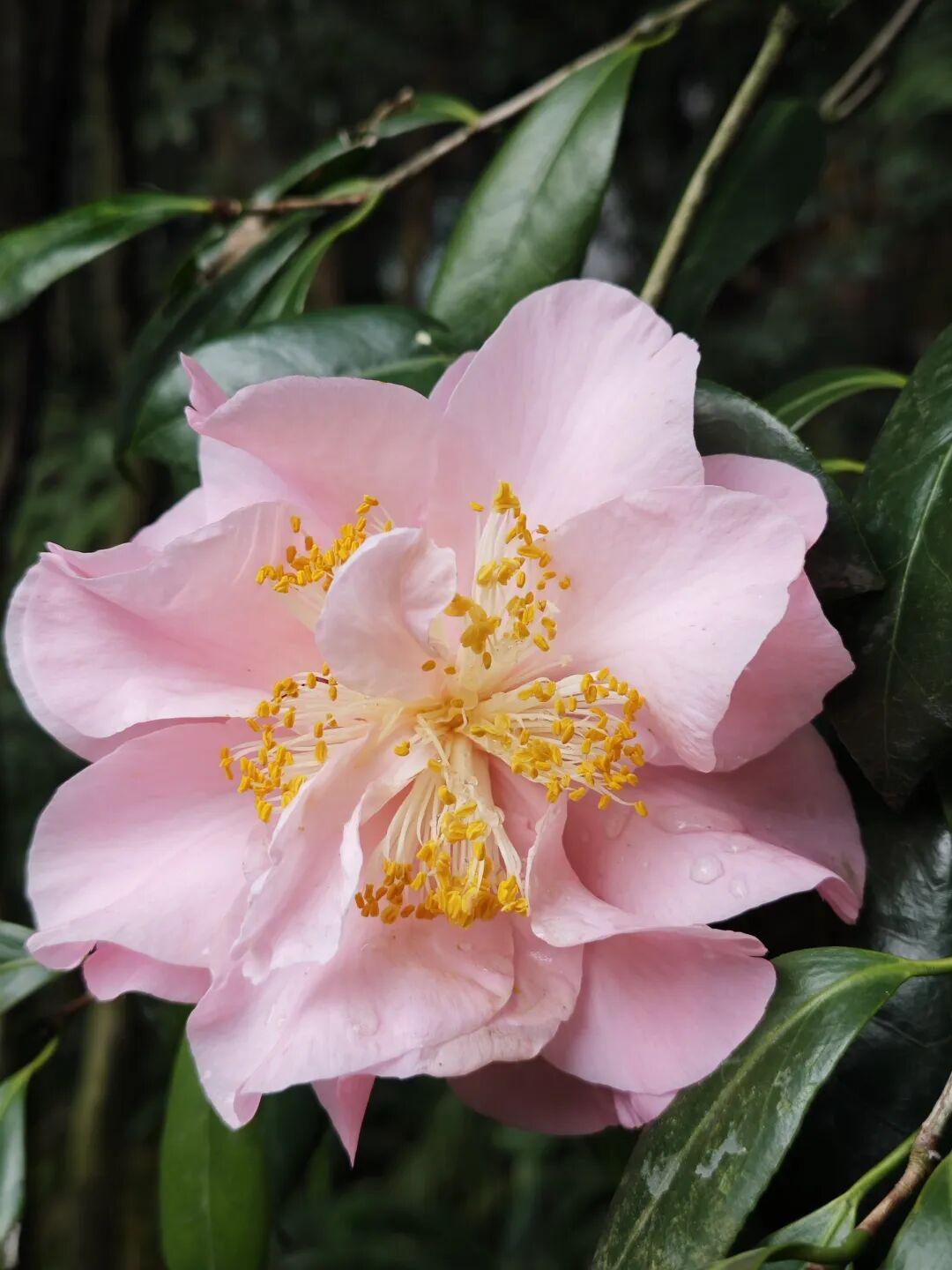 晒出你的本地生活现在驻马店的朋友们可有眼福了，外地以前不能种植的花，现在基本上都