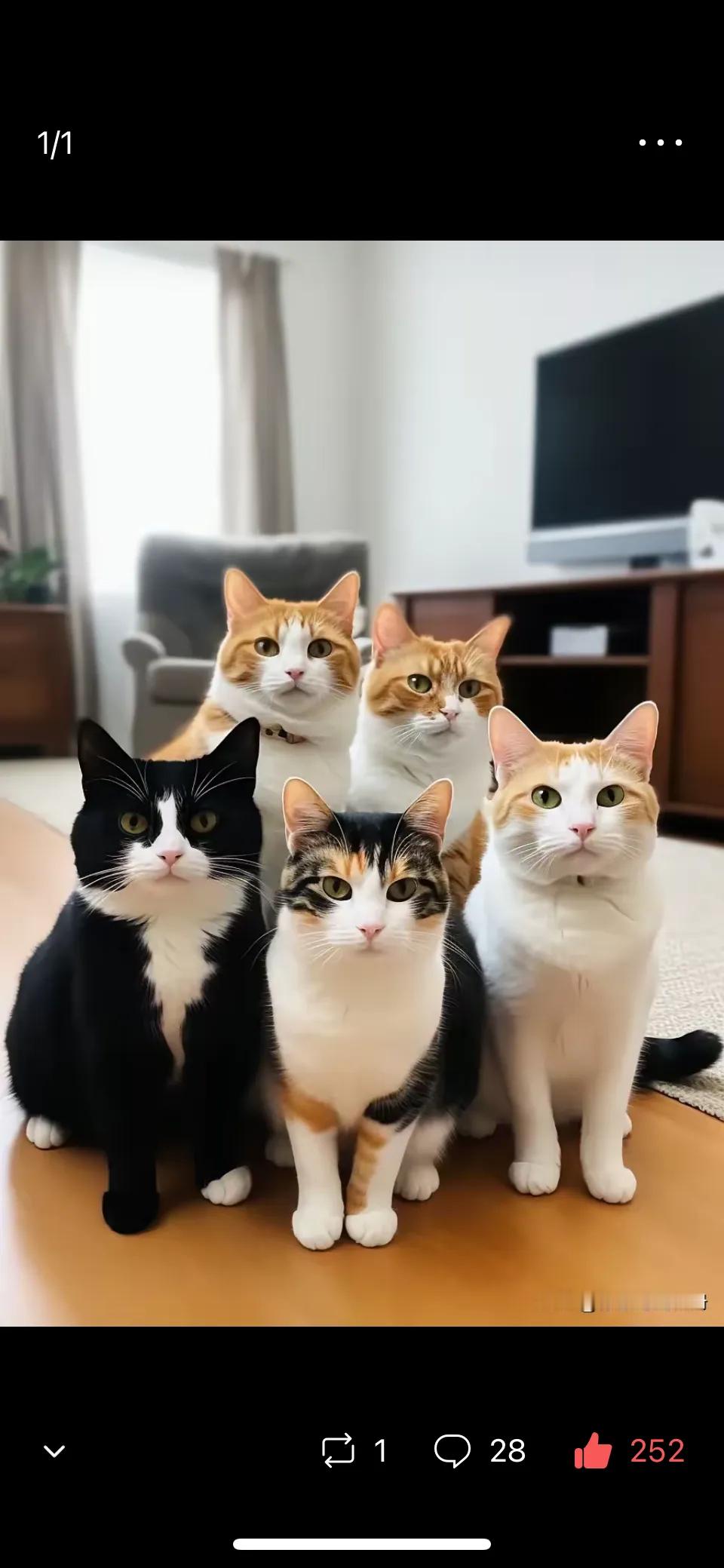 猫咪拍的全家照比人都拍的好👌🏻​​​