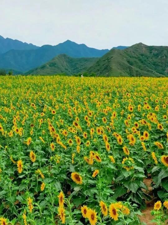 免费| 距西安1h！这片向日葵花🌻美爆了！
