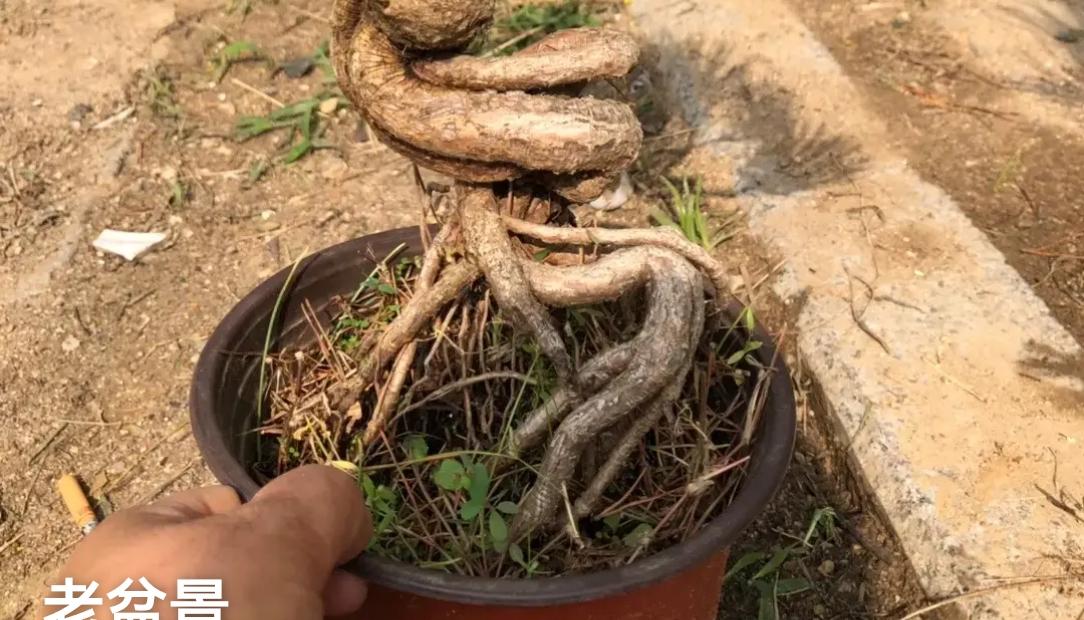 养了8年的老盆景，枝干干枯快枯死，突然冒出1片嫩芽，瞬间懂了：生命从不会认输去