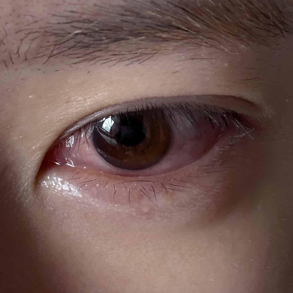 臭猫我再也不要摸你了​​​