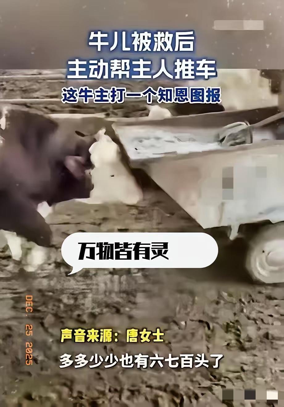 “解释不清了！”安徽一养牛户，养了600多头牛，但其中有一头牛比较特殊，每次女主