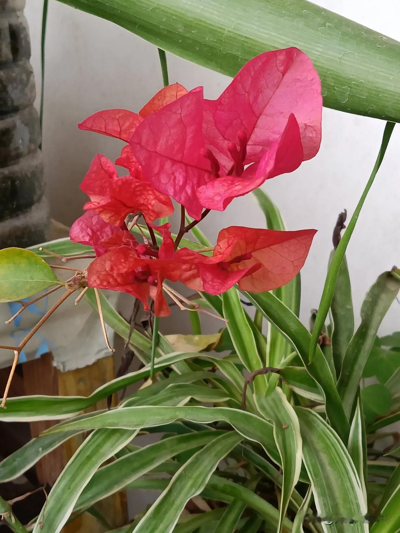 雨水节气，春天的信息也开始萌发。阳台上，兰长花开。兰花萌出新芽，盆花也长出花