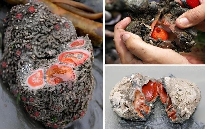 《外表像石头，切开却是“海鲜牛肉”：这种动物活了4亿年，却把自己“退化”成了一块