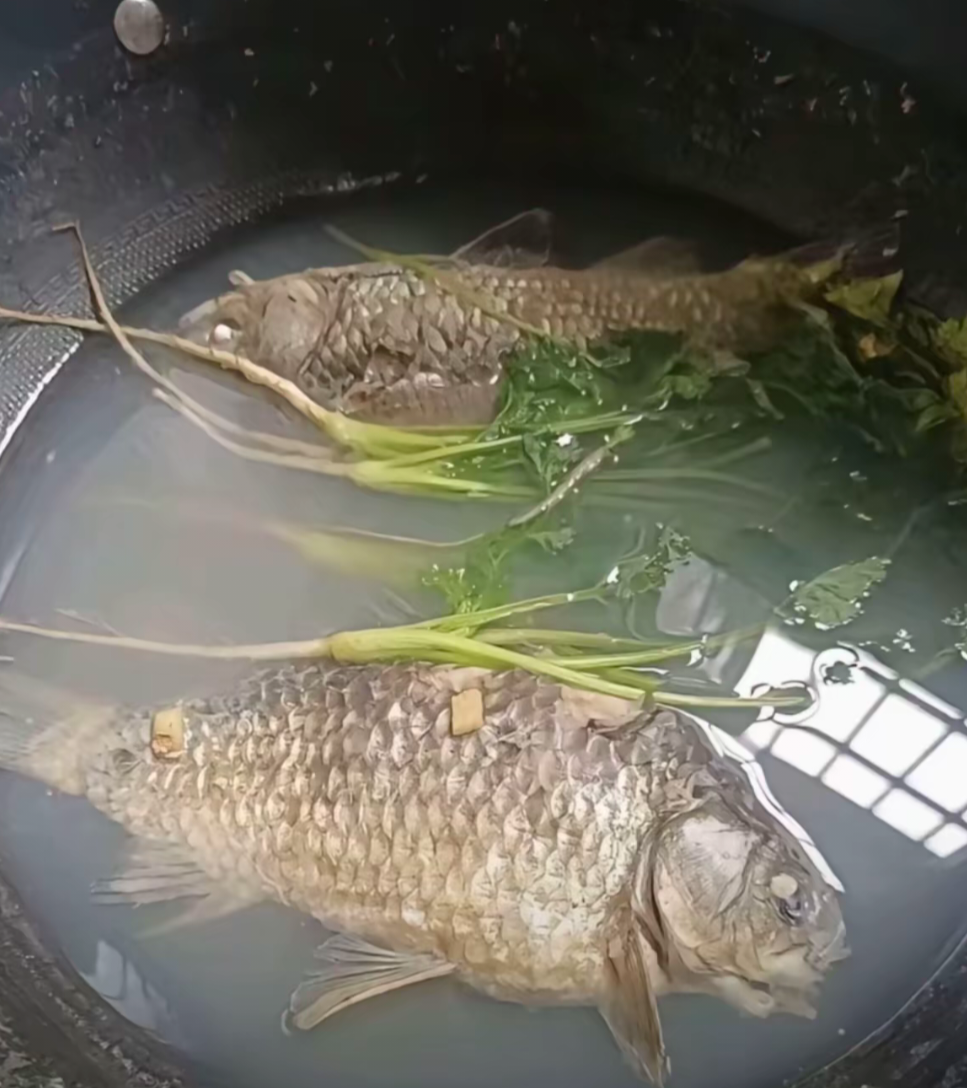 我煮这鲫鱼汤，汤色怎么不白呢？