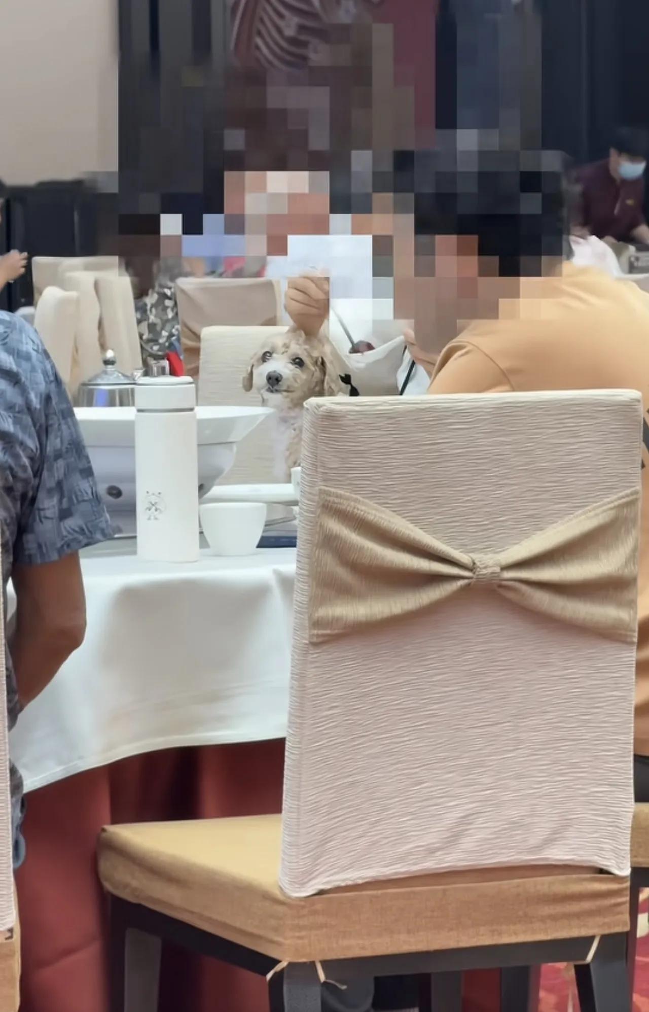 广东佛山某酒店，又现狗上桌事件，不仅如此，而且狗主人还用餐具给宠物狗喂食，狗子还