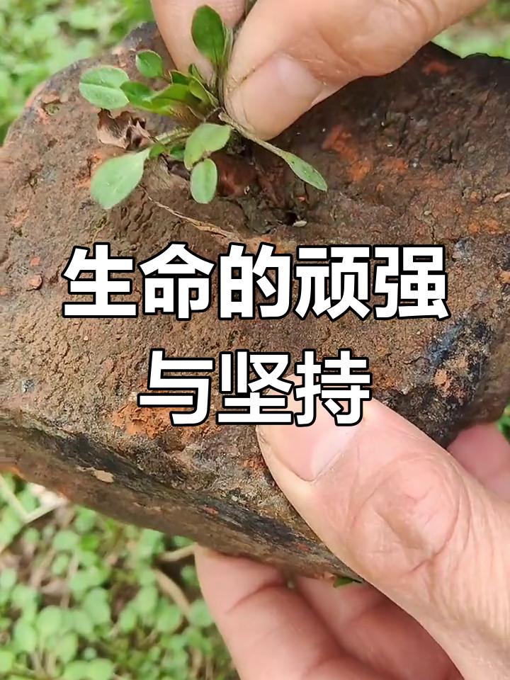 生命的本质是什么？这没有唯一答案。有人一生追名逐利，到头却没活明白。其实，生命是