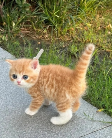 劝大家不要领养不到两个月大的小猫！