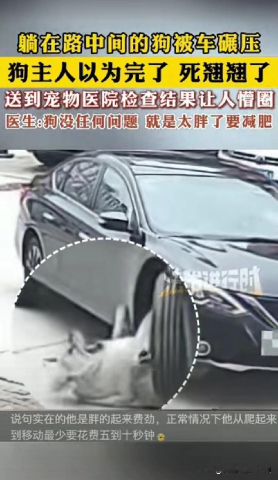 “虚惊一场！”浙江杭州，狗子躺在路中间休息时，不慎被一辆轿车碾压，狗主人看见瞬间