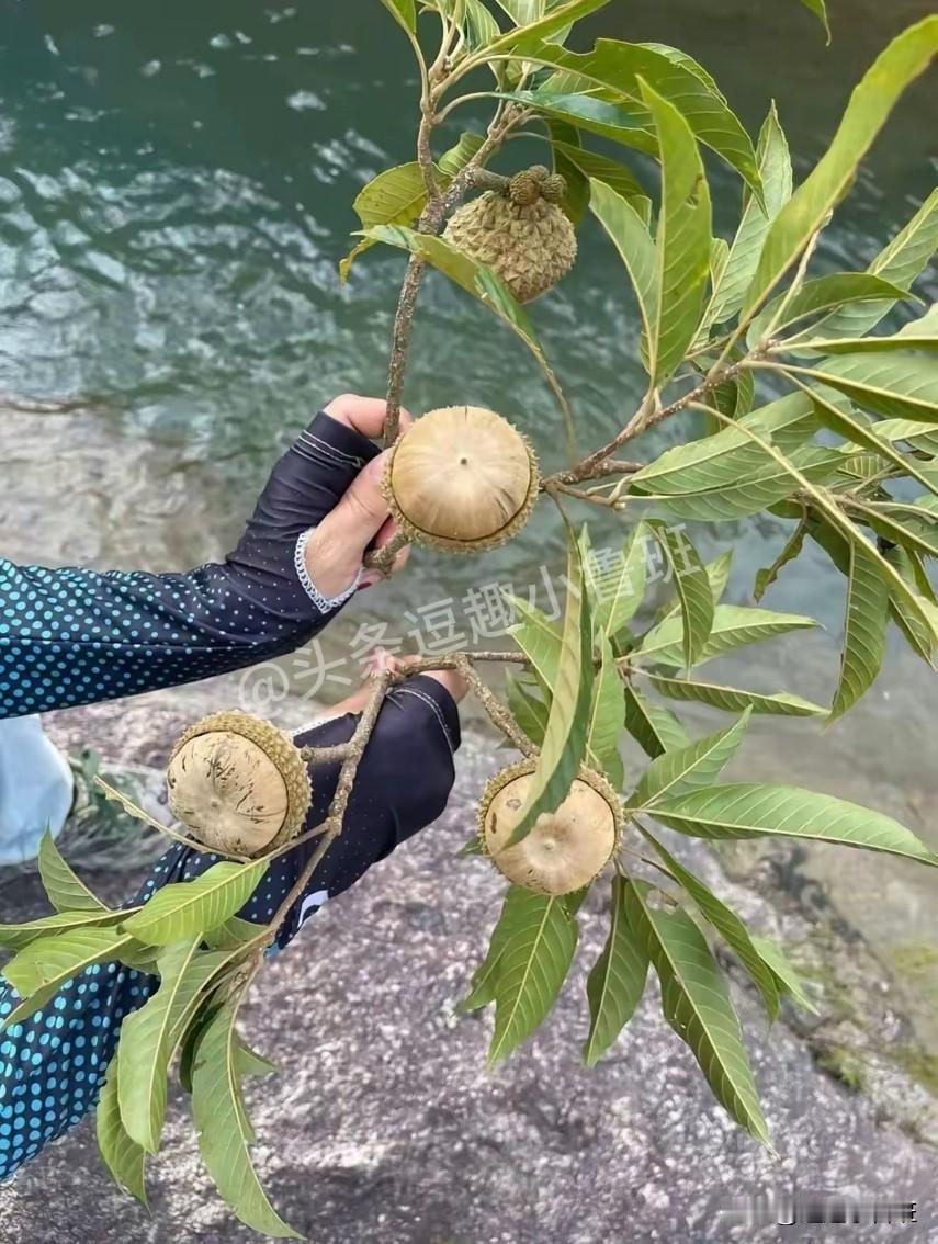 这是啥？能吃吗？求科普！