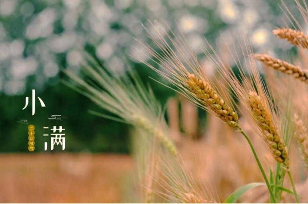 【原创作品】七律.小满遣怀文/张和平南薰吹老楝花天