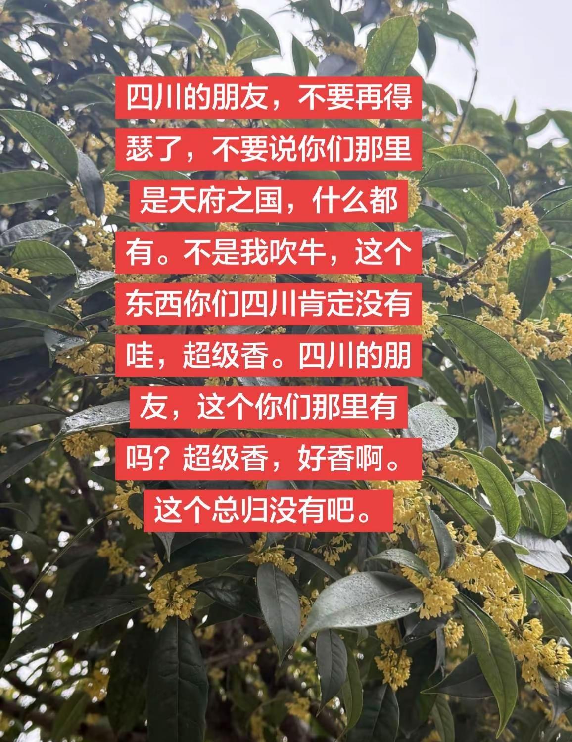这个四川没有吧应该没有oppo原相机发力了@OPPO桂花飘香的季节四川