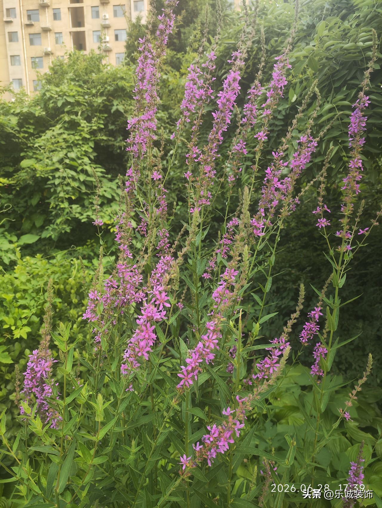 ，什么花都行这是千屈菜，也叫水枝柳，盛夏时节肆意盛放。修长茎秆缀满细碎粉紫小花
