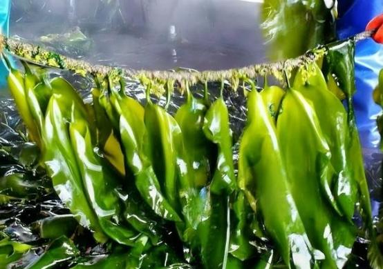 早在2005年，海带就被科学家移出了植物队伍，因为大家发现用“非动物即植物”的二