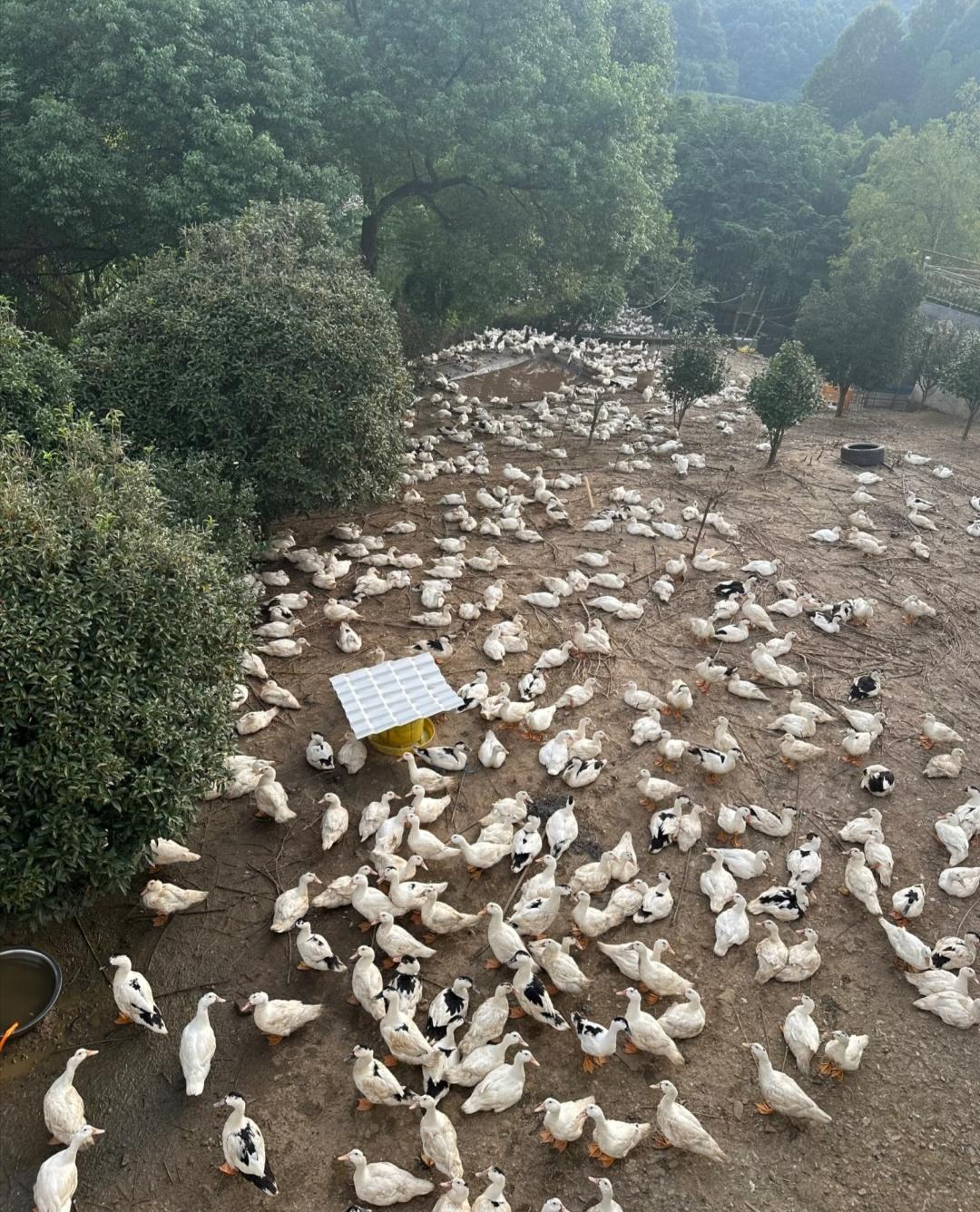 寒潮来袭，羽绒价格狂飙1吨鸭绒价格从17万涨到58万今天看到这个新闻，我甚至