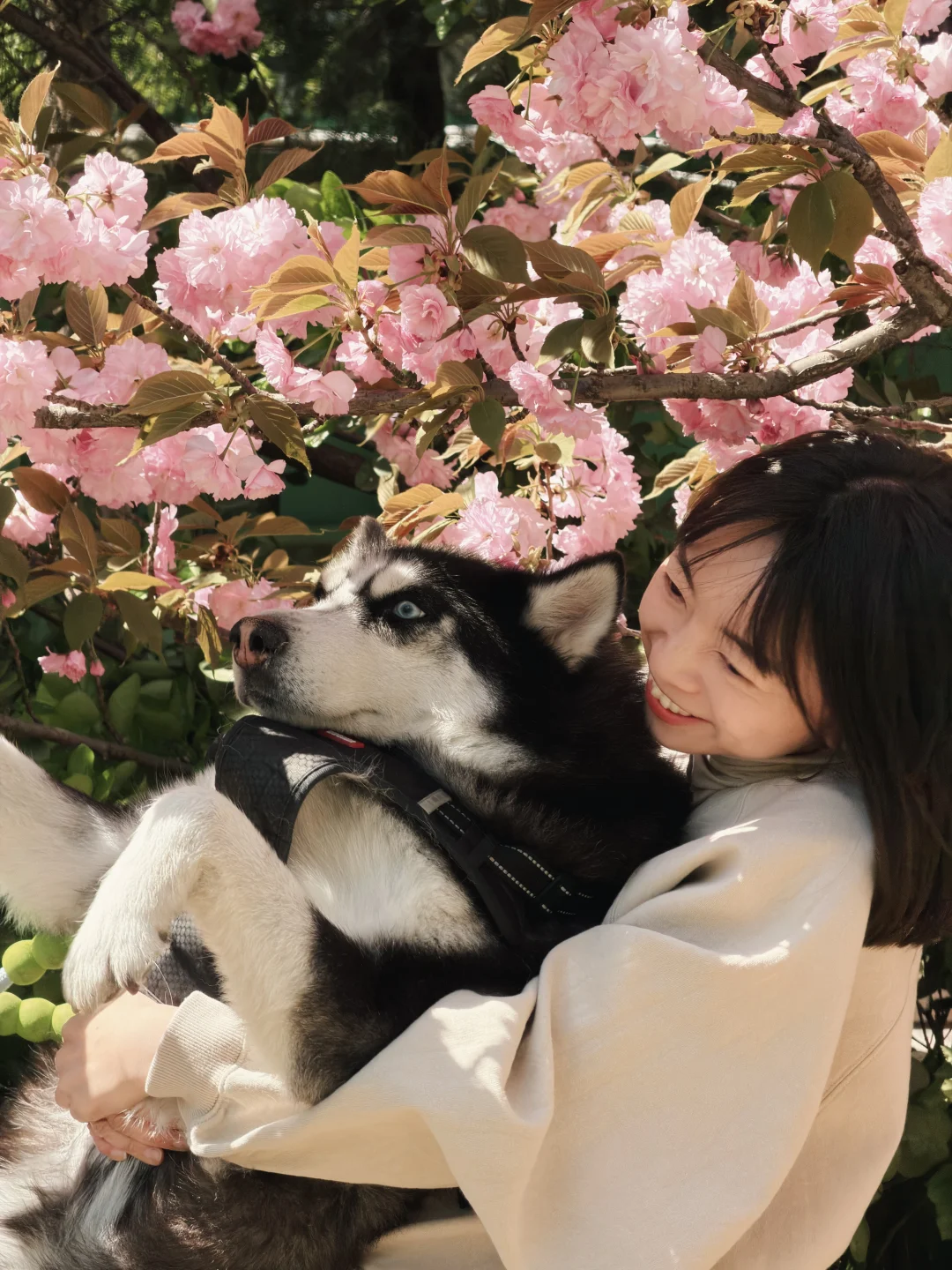 每天看着自己的二哈，惊叹怎么这么可爱