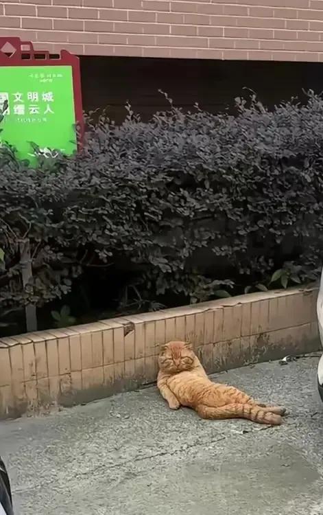 这是我半年多前收养的一只流浪橘猫，从骨瘦如柴把它养的肥肥胖胖。或许是因为以前流浪