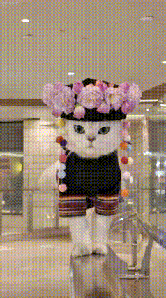 你瞅瞅这小猫咪，可真是把我给逗乐了！这主人也太会捯饬自家小猫了，打扮得跟个小公主