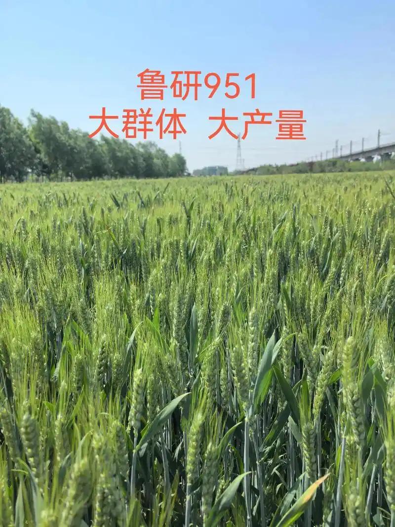 一亩小麦产五千斤，绝无可能。此前有报道称河南小麦最高亩产能达25