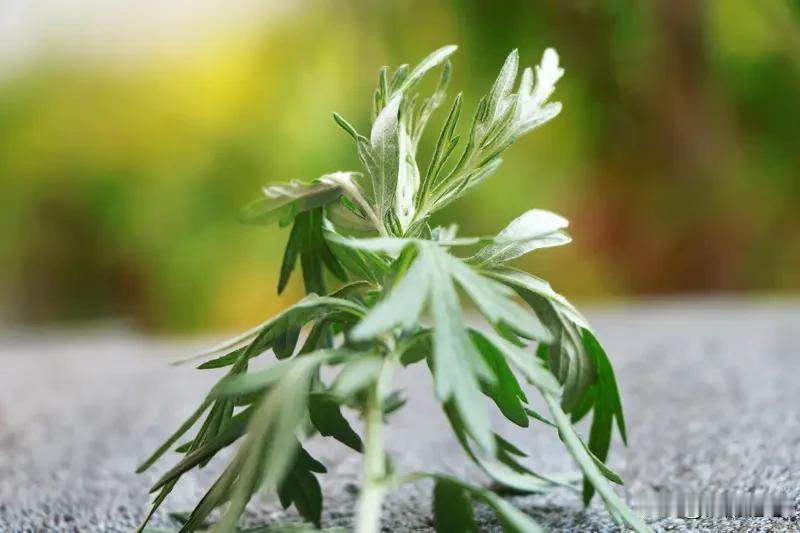 艾草用处可多了，除了药用，它在生活里也超实用。端午节时，很多人会把艾草挂在门口