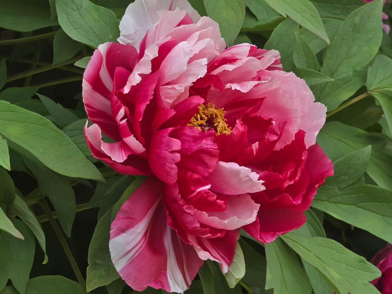 领导说假话，你该怎么办看破不说破，有的朋友做。做人留一线，日后好相见。但要做到心