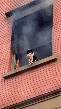 真实情况下，猫从高层跳下去好像不会受伤。