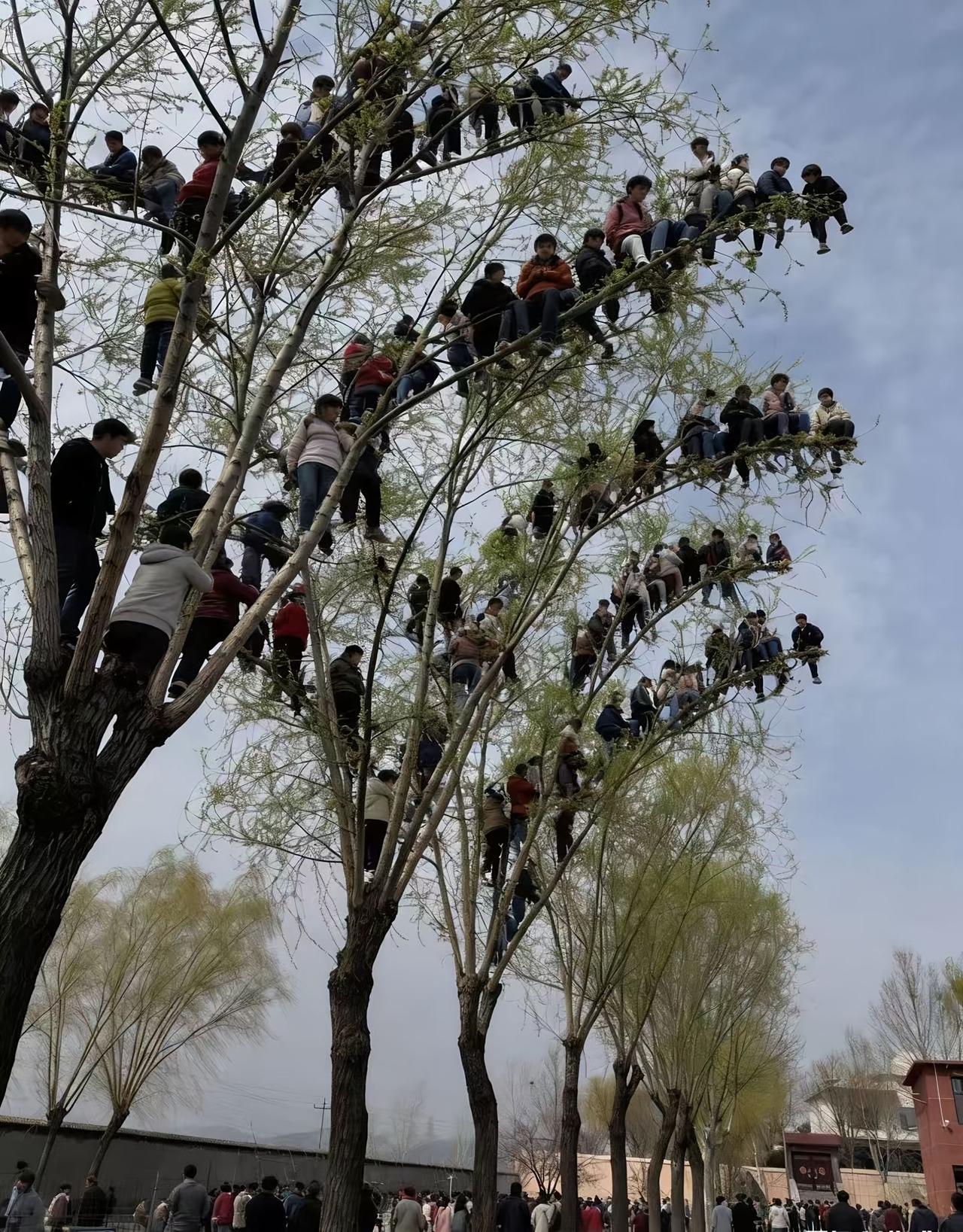 嘻嘻，来自河北人的疑惑🤔不懂就问！又到了山东人“吃大树”的季节了吗？这树