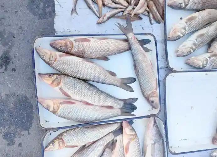 长期吃鱼，对血管有好处？再三提醒：中老年人吃鱼，要注意这4点长期吃鱼，真的能