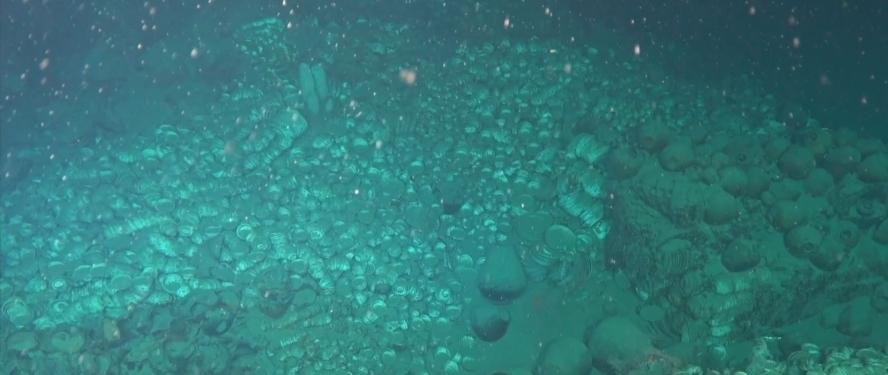 深海1500米的灰白色松软海泥里死死嵌着十万件大明正德年间的精美瓷器。国家文