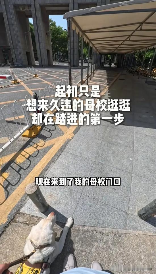 近日在武汉，有只狗火了，请记住他叫“阿尔法”阿尔法，前面左转是文溯楼，右转该去