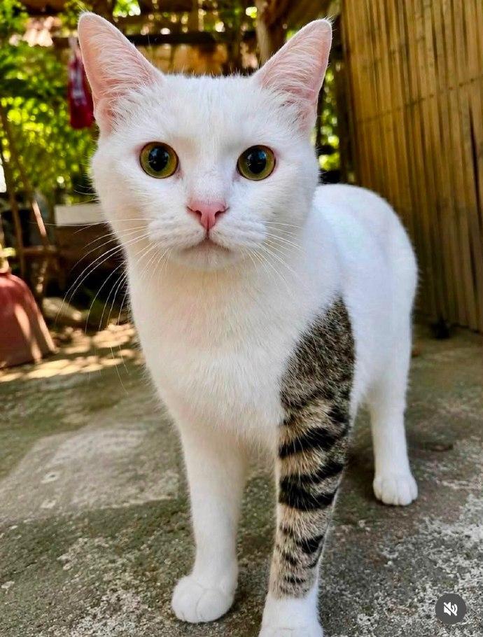 花臂小猫