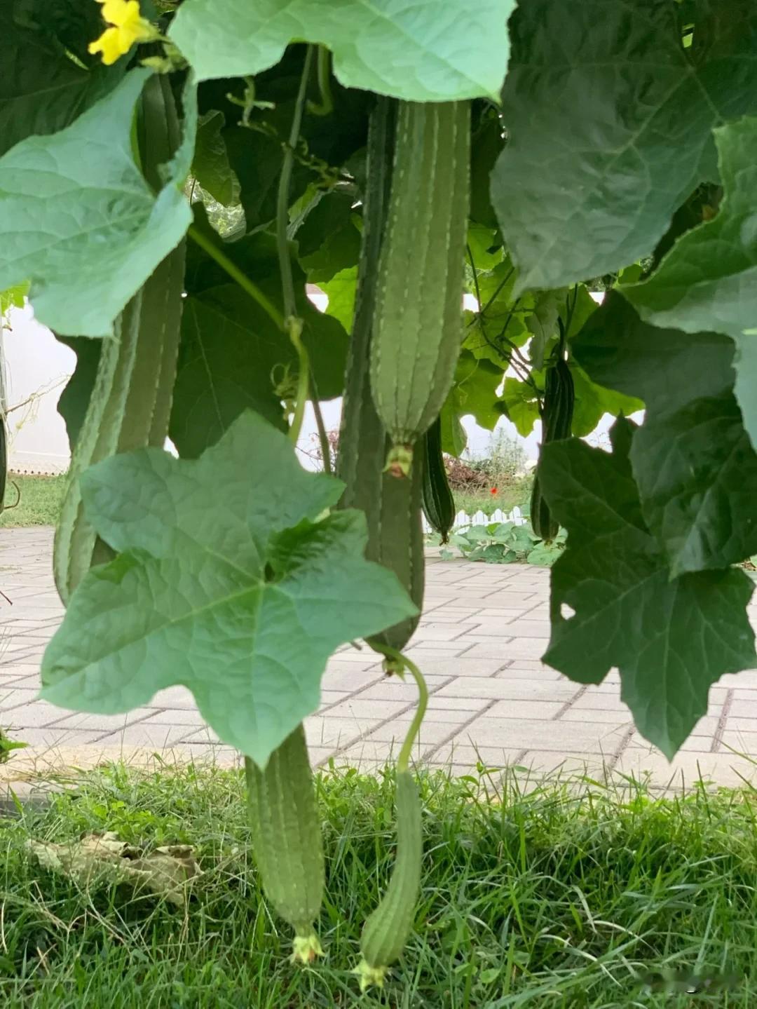 丝瓜立秋开花，还能结丝瓜吗？立秋丝瓜开花，温度合适完全能结瓜，这就是秋丝瓜，北