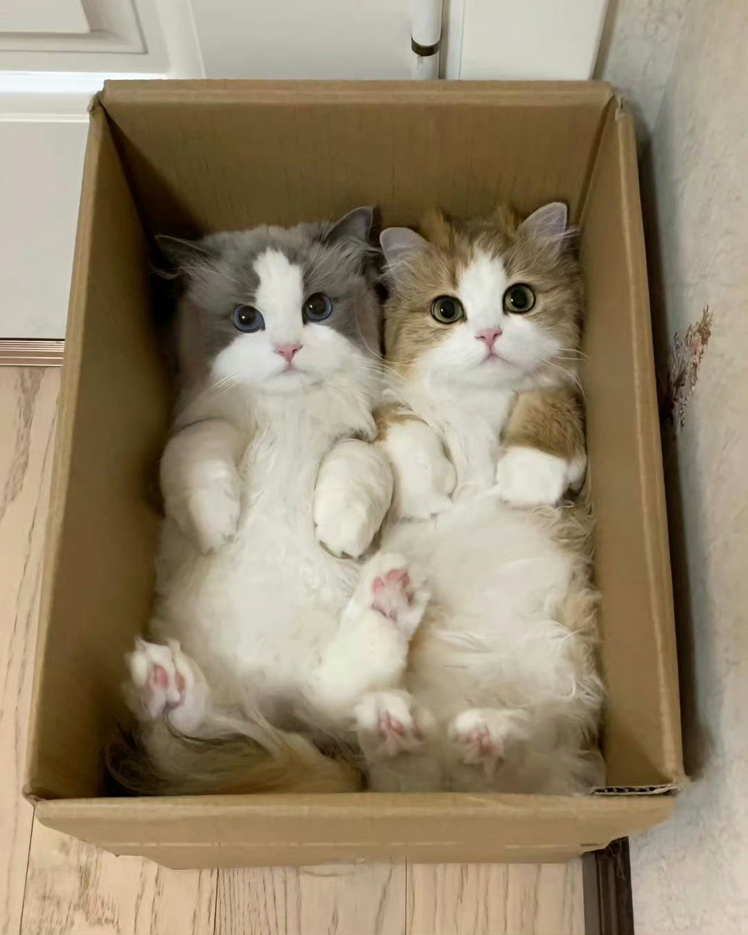 猫咪：妈妈，我们今晚睡这里了🤩​​​