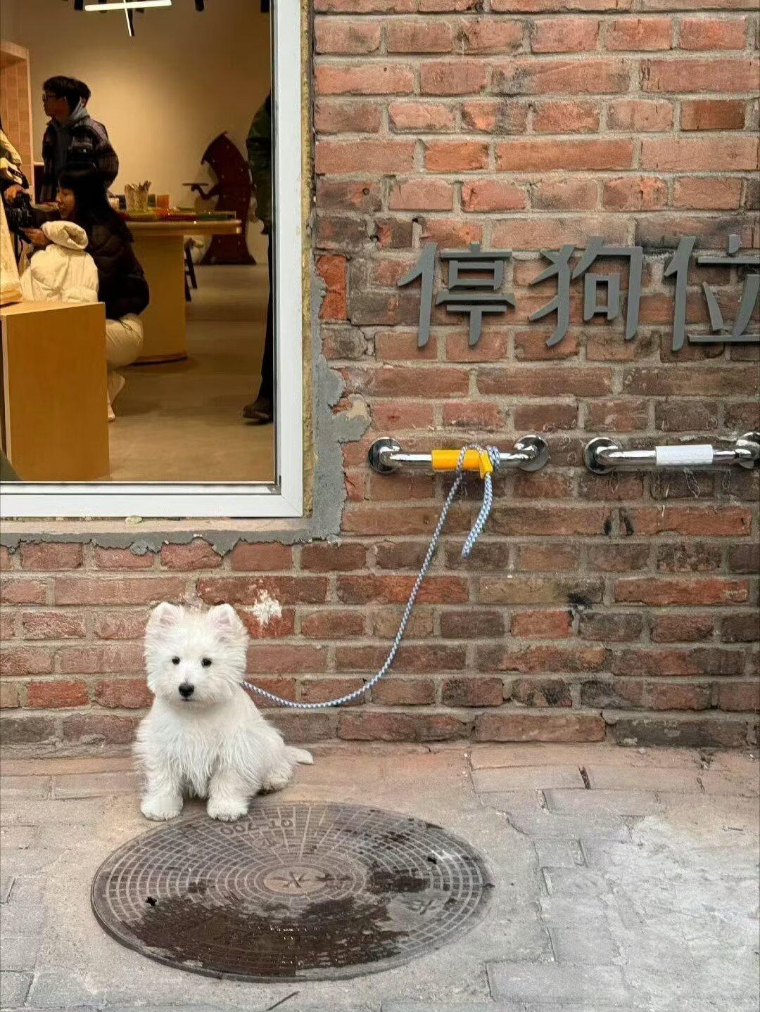 hi~这里是停狗位