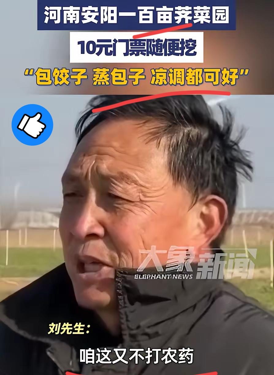 太有头脑了河南大哥这波操作，直接把“滞销危机”玩成了赚钱新思路！100亩荠菜长