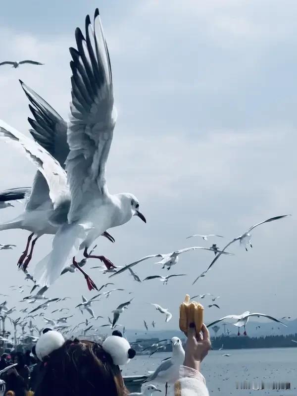 青岛vs昆明，一个滨海一个春城，到底谁更宜居？同样是宜居城市天花板，山东青