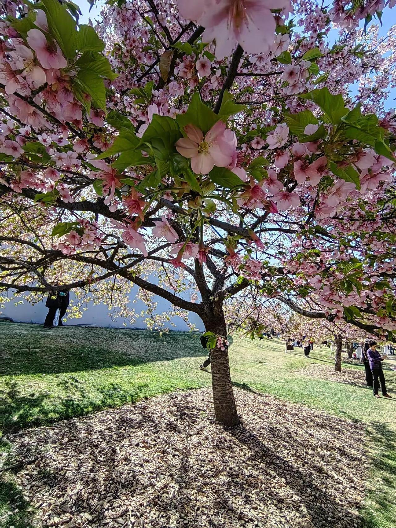 我傻傻等待傻傻等春暖花开~取景器里的世界请你看花春晒晒你拍的花又到赏樱花