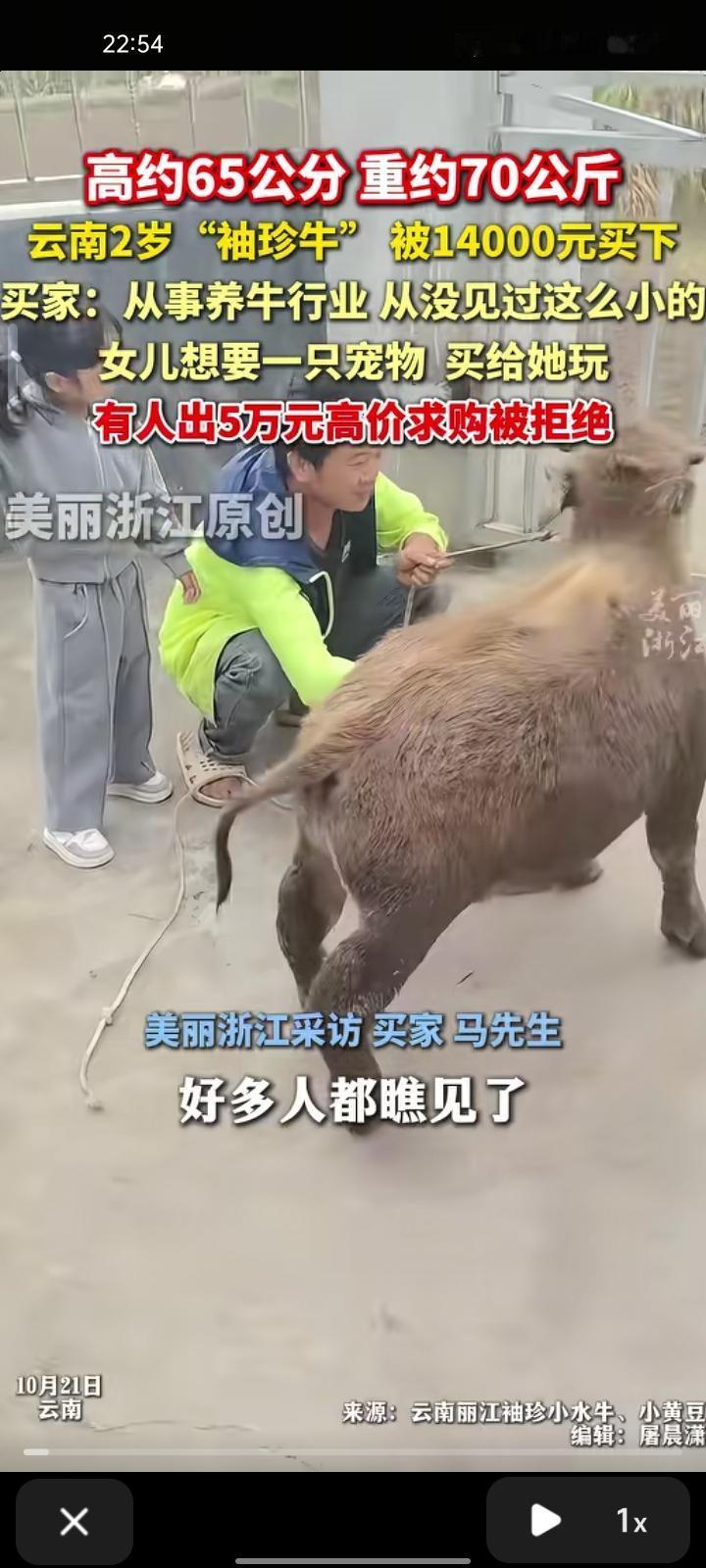 10月21日，丽江市永胜县。两岁“袖珍牛”被原主人以14000元售出，买家称将作