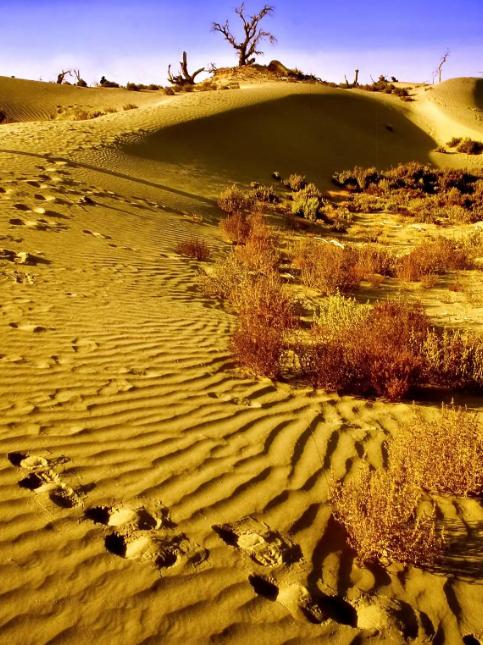 为什么现在要大规模的治理塔克拉玛干大沙漠，一个33万平方公里区域。因为以色列可以