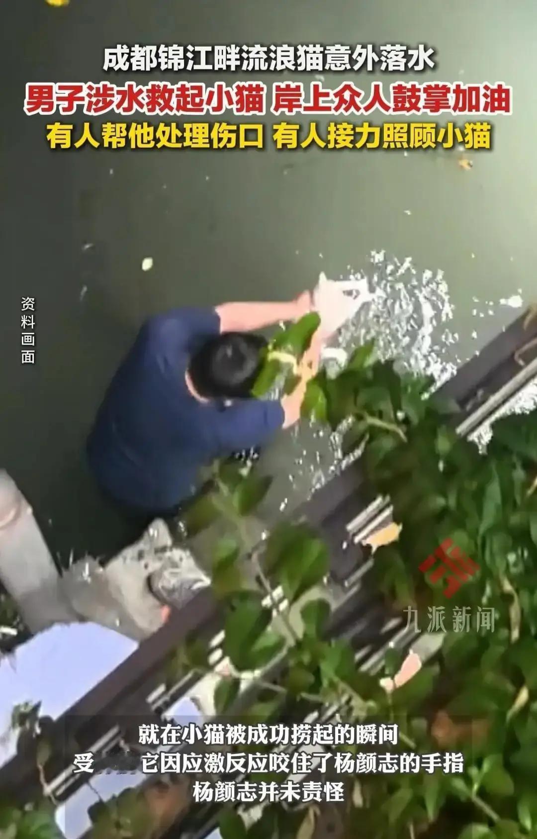 成都，锦江河边一只流浪猫跌落水中，体力耗尽已然无力游回岸边。就在围观路人纷纷驻足