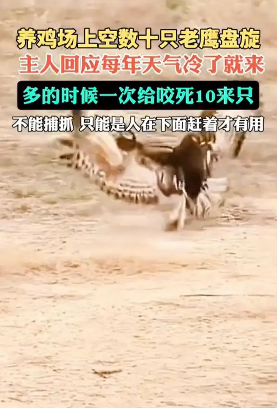 杭州老周养鸡八年，今年冬天被老鹰盯到头皮发麻。每天清晨去圈点鸡，都能看见地上剩