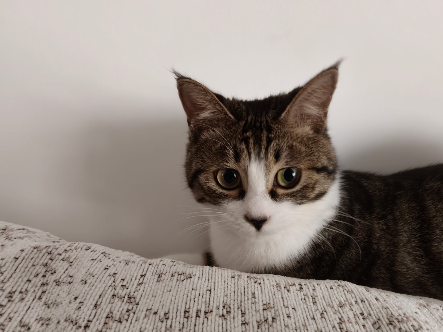 15759只狸小猫震惊