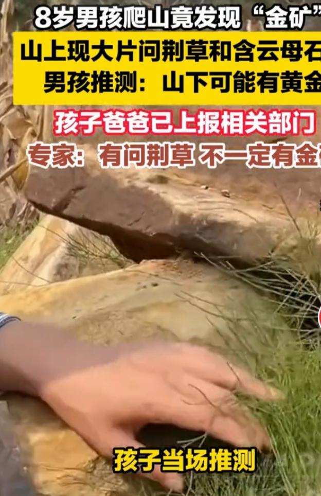 辽宁大连一名8岁男孩跟着家人上山挖野菜，半路突然指着一片问荆草，一本正经宣布：“