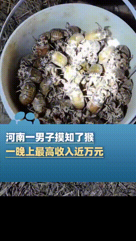 “这钱赚的人眼红！”河南，一男子摸知了猴上瘾，也不上班打工，整天就专门抓这东西，