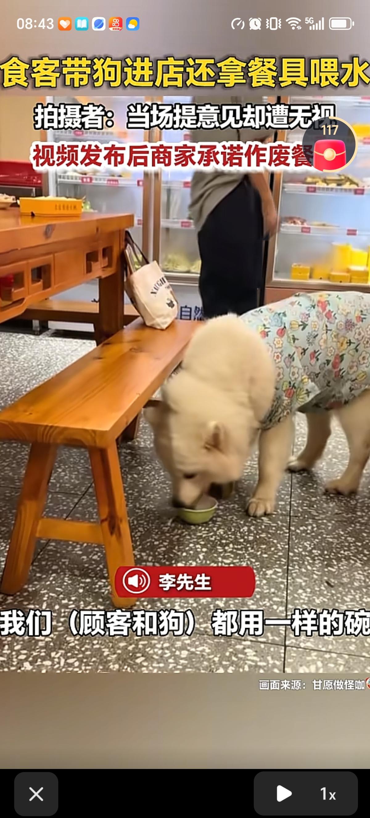 广州东莞一家火锅店里的食客带着自家的爱犬萨摩耶来吃饭，随手拿了店里的碗给狗喂水，