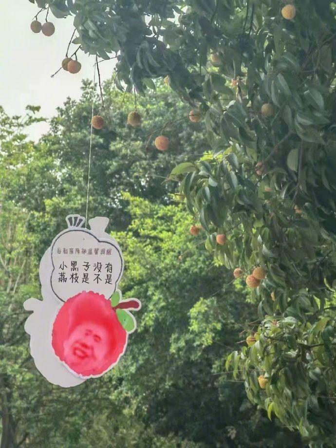 投稿～学校后勤保障部为了不让学生摘荔枝，这操作真的绝了​​​