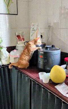 你瞅瞅这只调皮的大橘猫，盯着高压锅的排气阀玩上了！看见往外冒热气，好奇心上来，伸