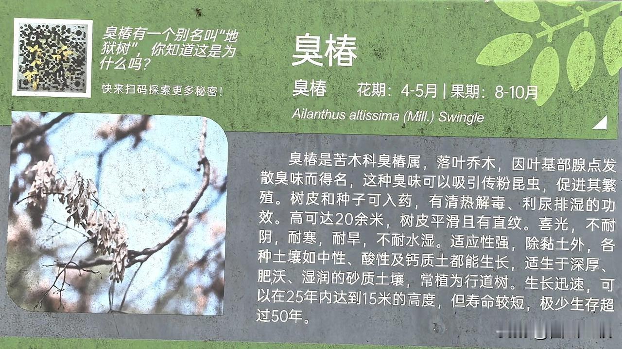 世上不仅有香椿，还有臭椿，别名叫地狱树，可别吃错了