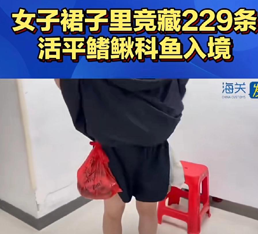 近日，深圳罗湖口岸近日查获一女子，非法携带平崎秋科鱼，执法人员令其撩起裙板，裙子